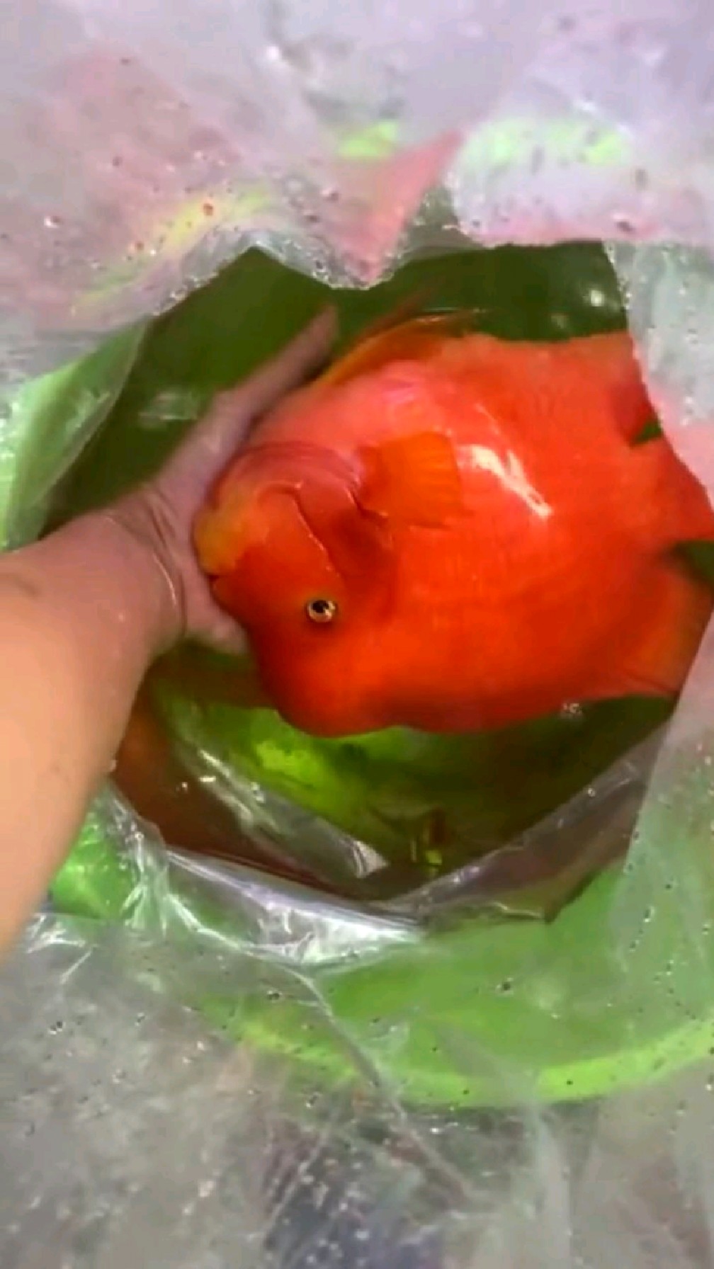 红财神鹦鹉鱼,春节快到了,来几条红红火火