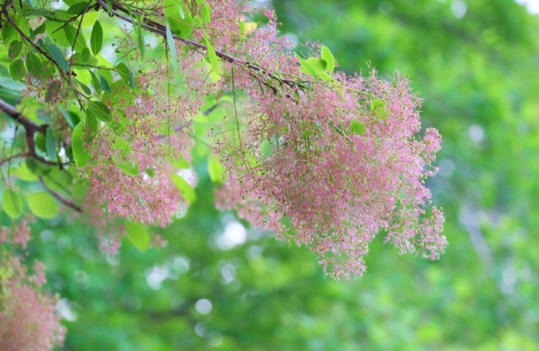 黄栌花壁纸图片