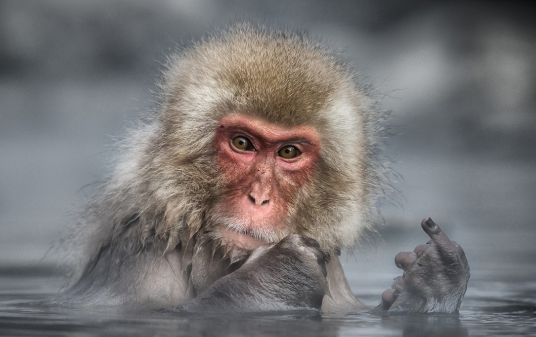 这只猴子的手势是啥意思嘛