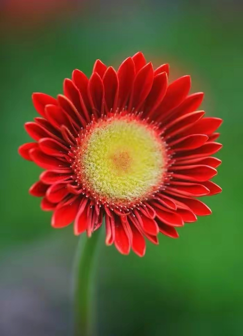 太阳菊也叫小雏菊,它有很多不同的品种,颜色也很多.