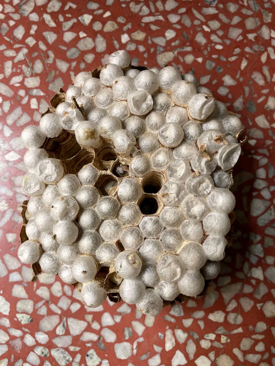 公公从山上弄了很多虎头蜂蜂蛹,让我给女儿吃,说这个是高蛋白的东西.