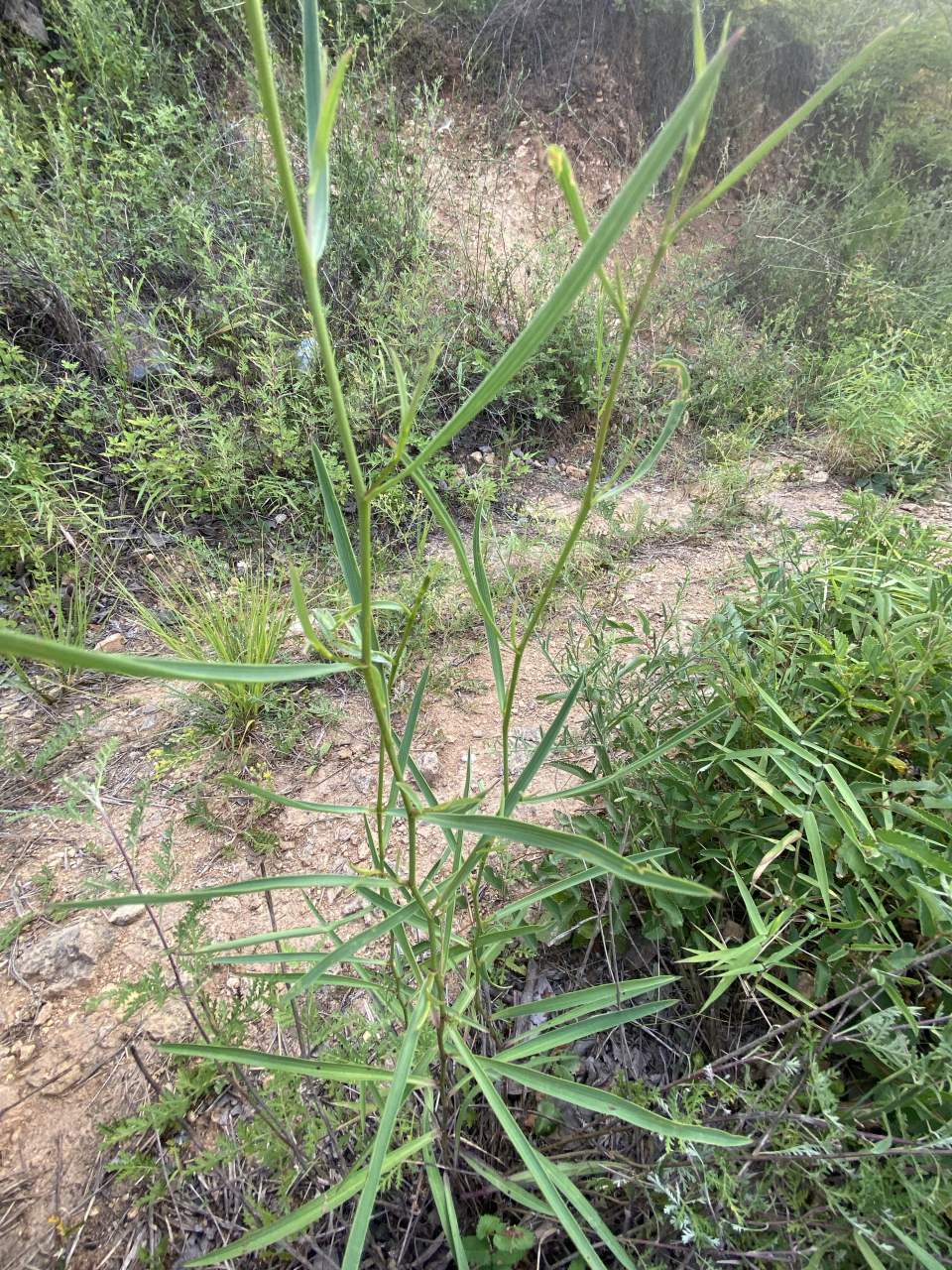 柴胡.  又是一味中药,入药部位是根.从小我们见到的多为野生,前几年回