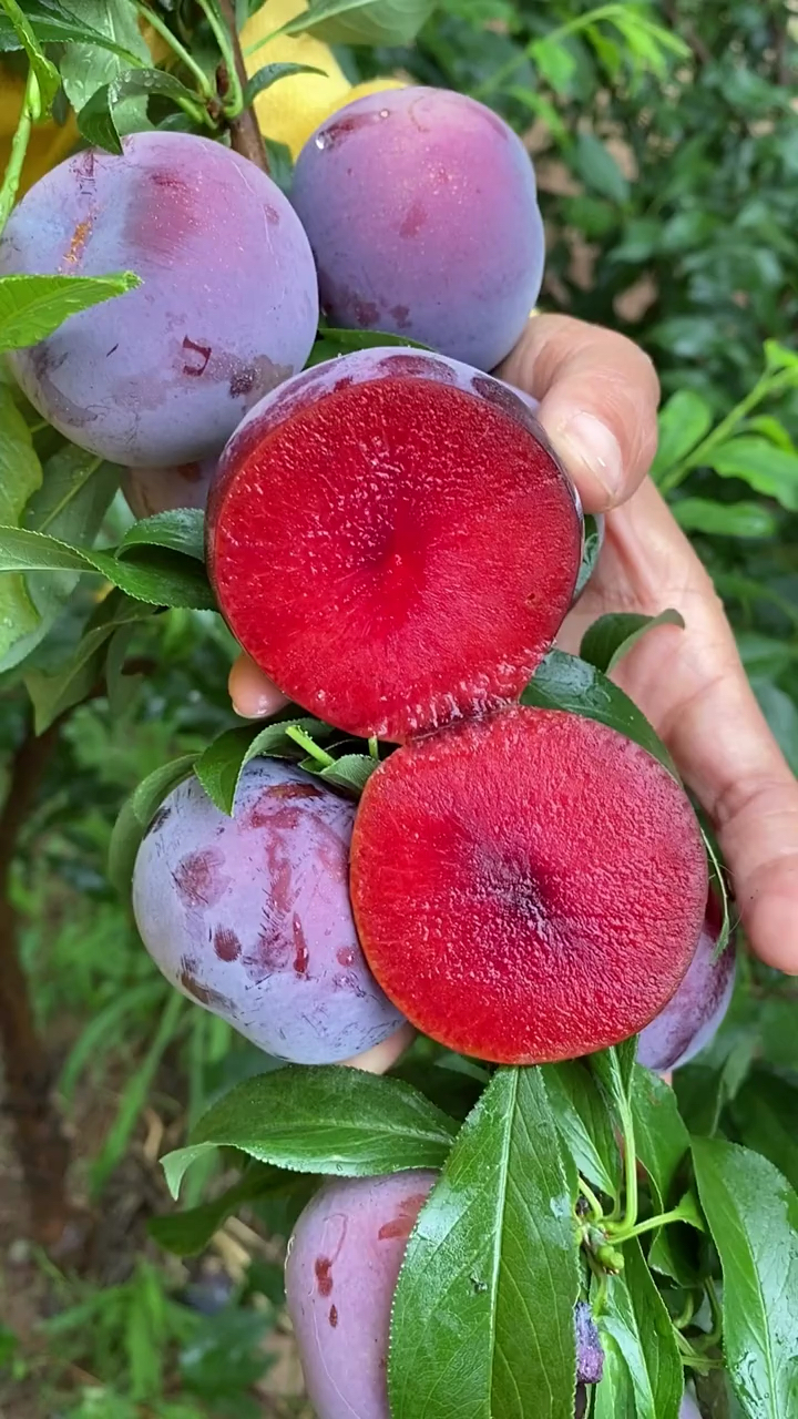 风味玫瑰李子苗种植管理方法 品种耐寒抗旱 成活率高