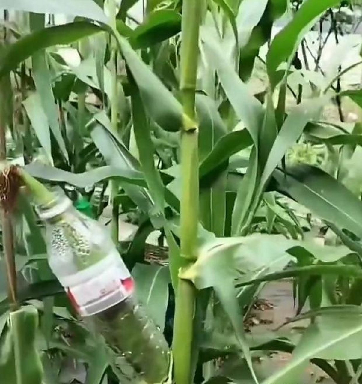 玉米套上矿泉水瓶,为了防鸟防鼠也太拼