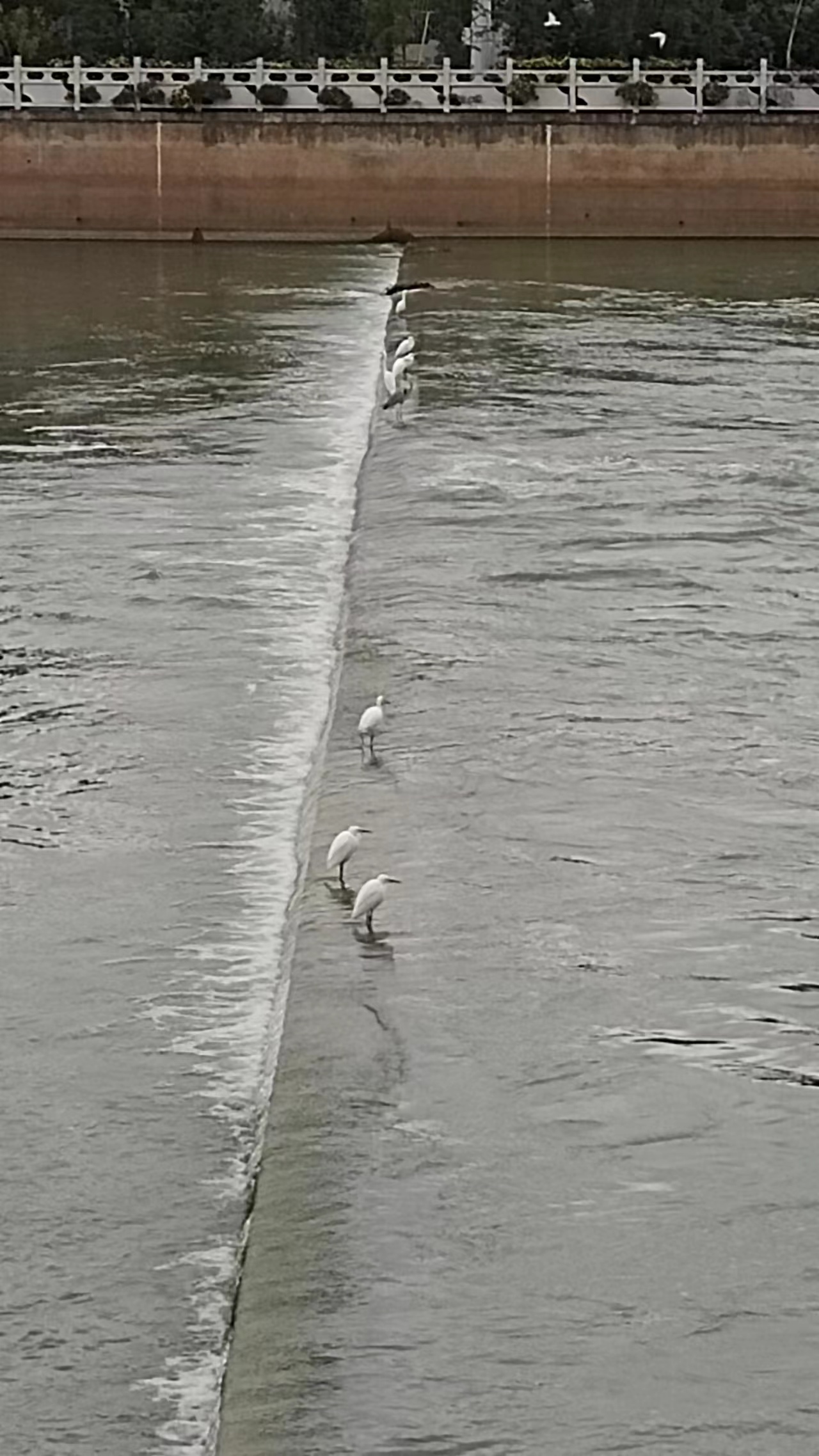 海口海鸥团伙图片