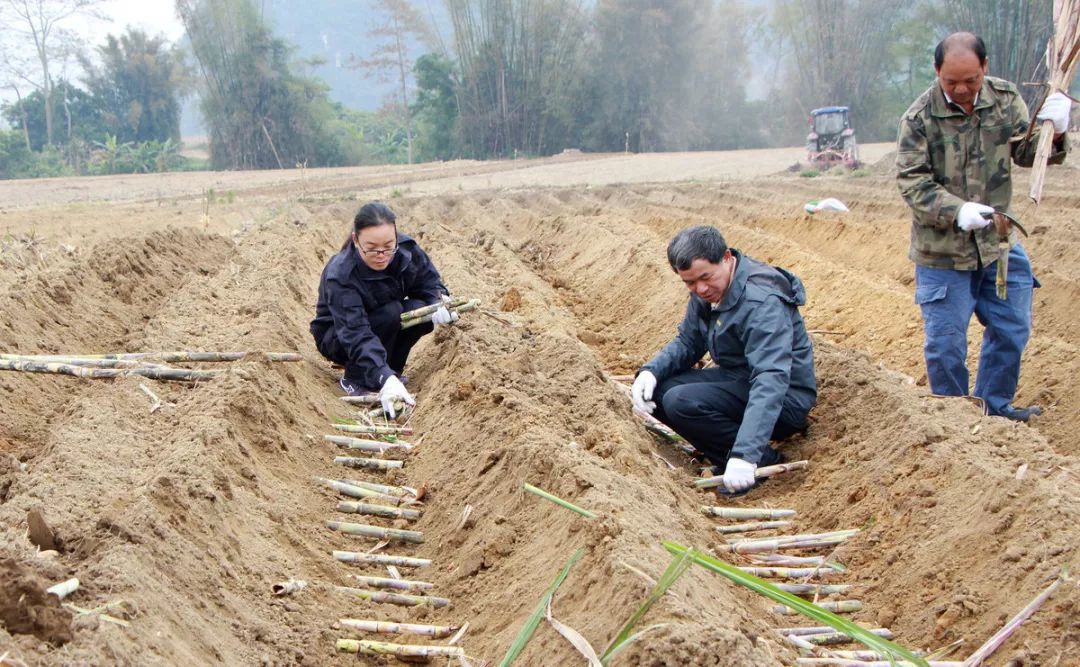 甘蔗种植技术大揭秘:打造丰收甜蜜的农田