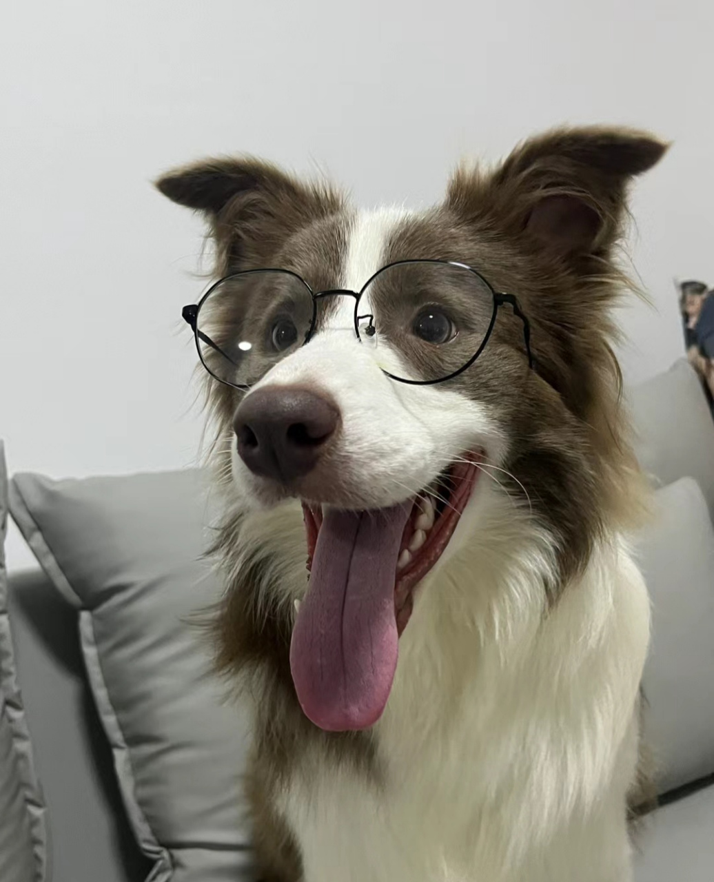 见过戴眼镜最帅的狗狗98