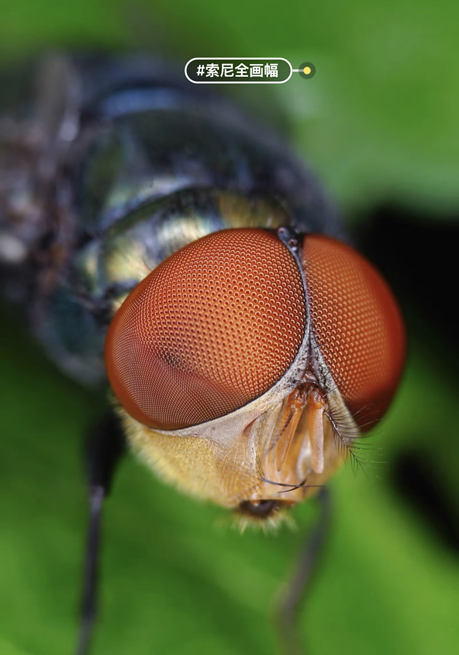 索尼拍到的苍蝇头