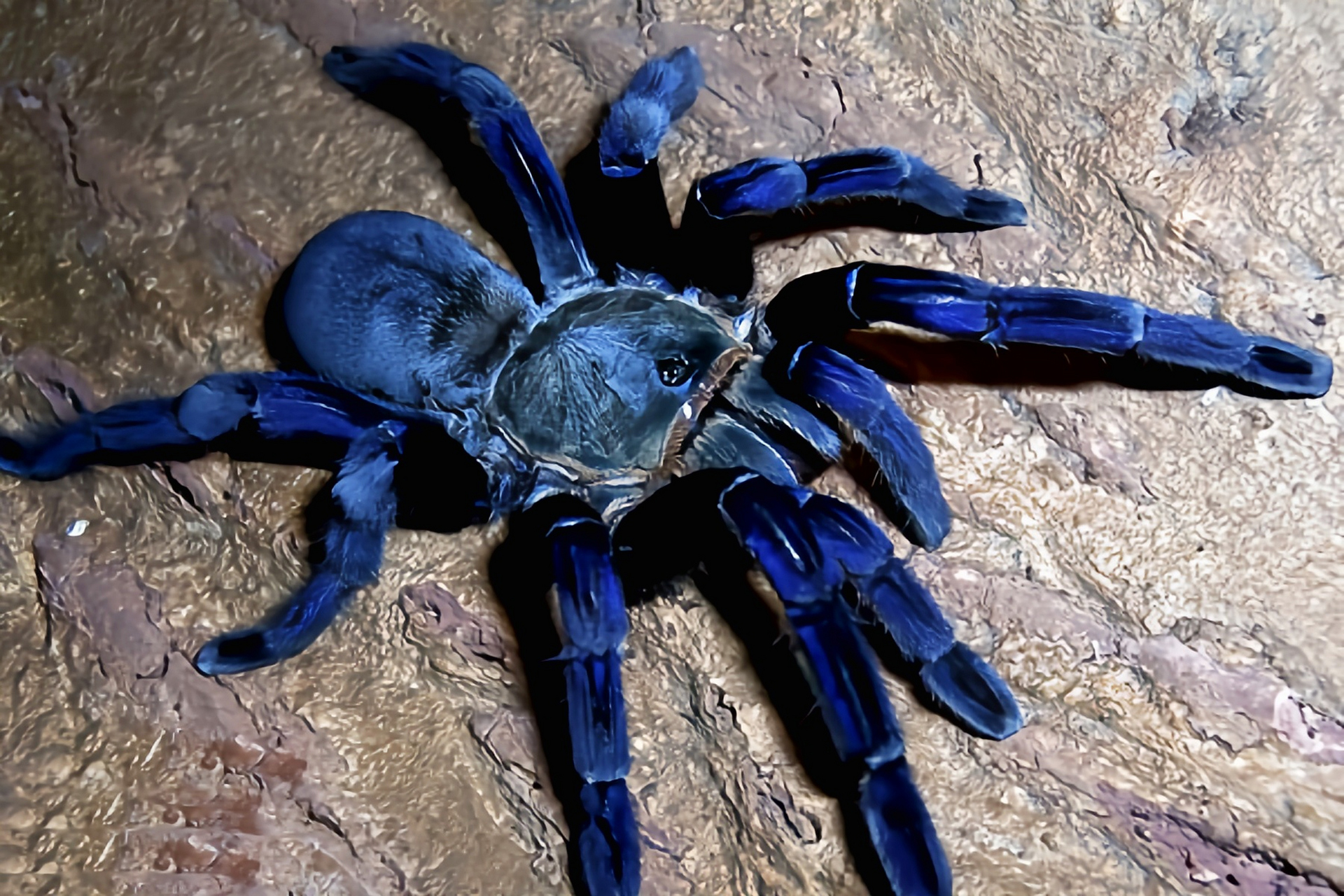 每天认识一种动物——金属蓝蛛 金属蓝蛛别名泰国金属蓝,泰国钴蓝捕鸟