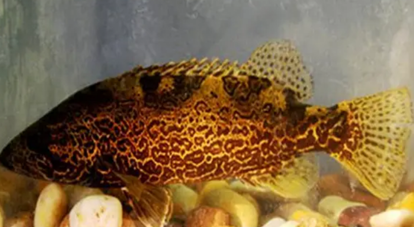 鳜鱼产卵期是几月