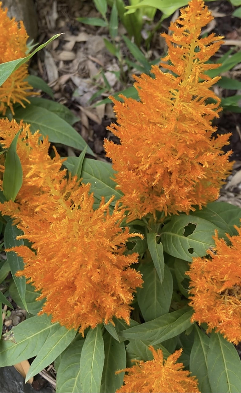 羽状鸡冠花:婉然华彩涂禾穗,灿若霞披画凤翎.