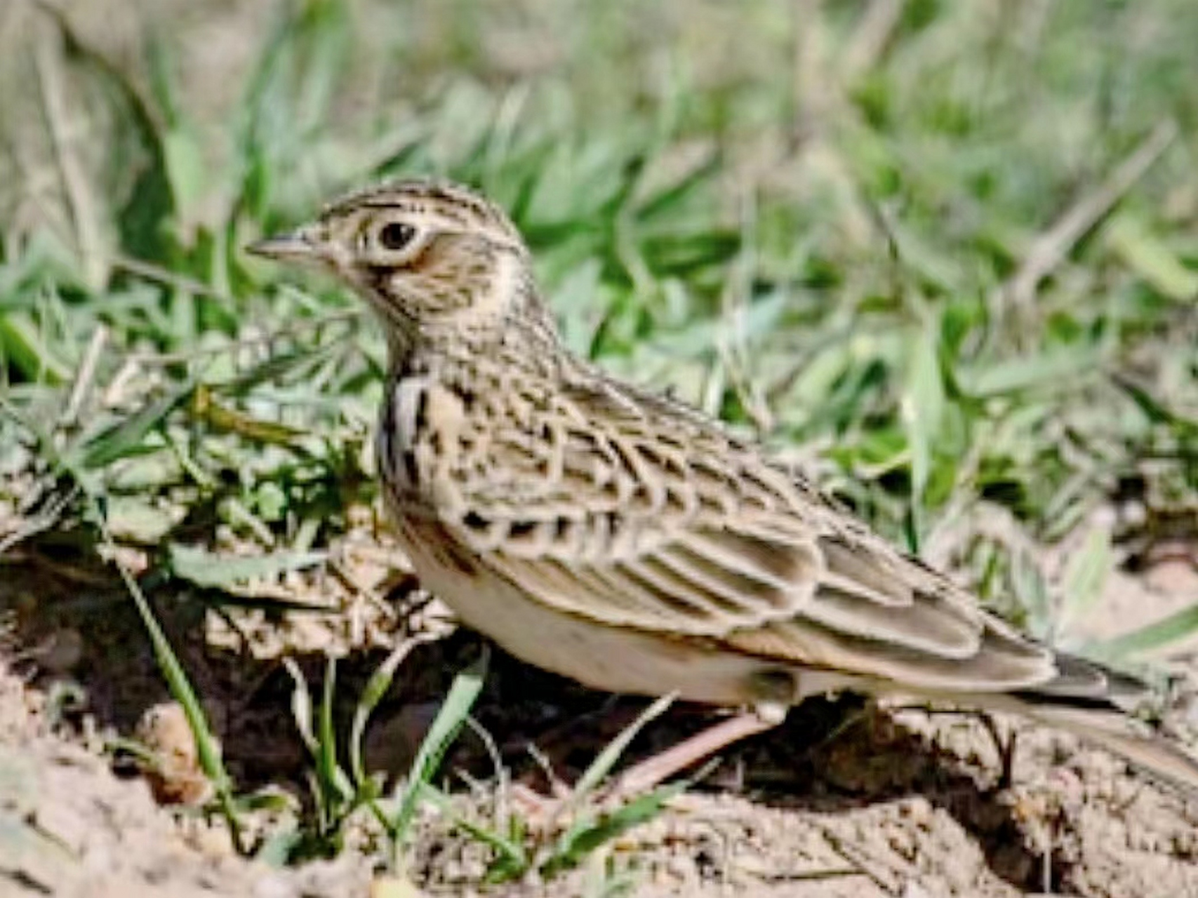 云雀(百灵科)#鸟