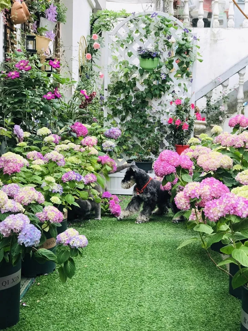 真想拥有这样一个种满花的院子,天天窝在里面,养点喜欢的花花草草,过