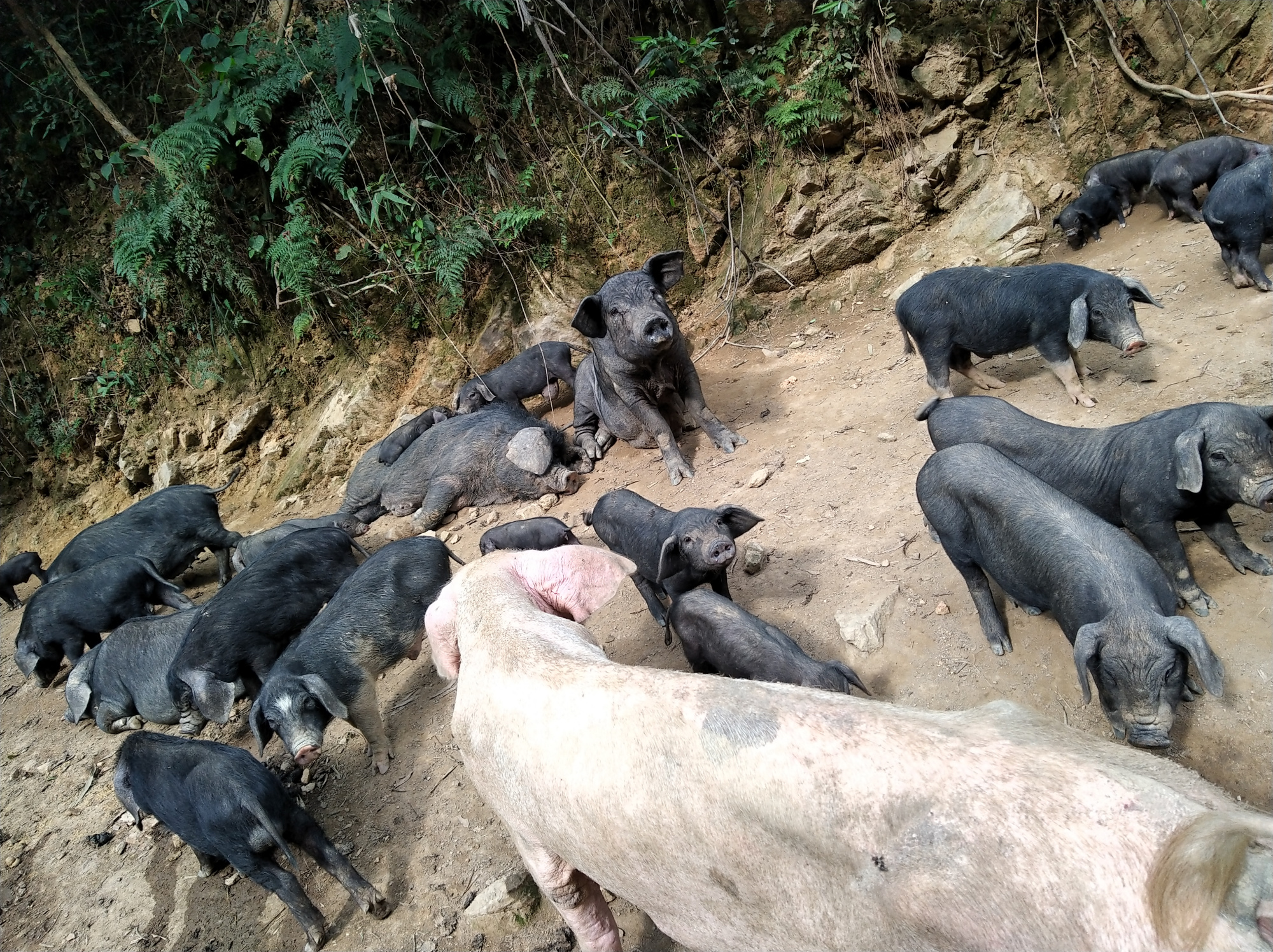 大山里的黑山土猪