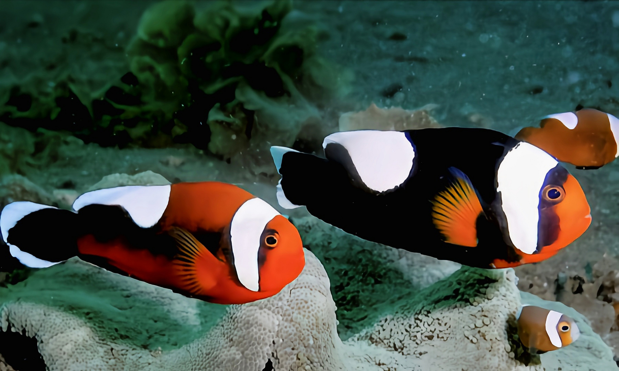 每天认识一种动物——鞍背小丑鱼 鞍背小丑鱼别名鞍斑海葵鱼为鲈形目