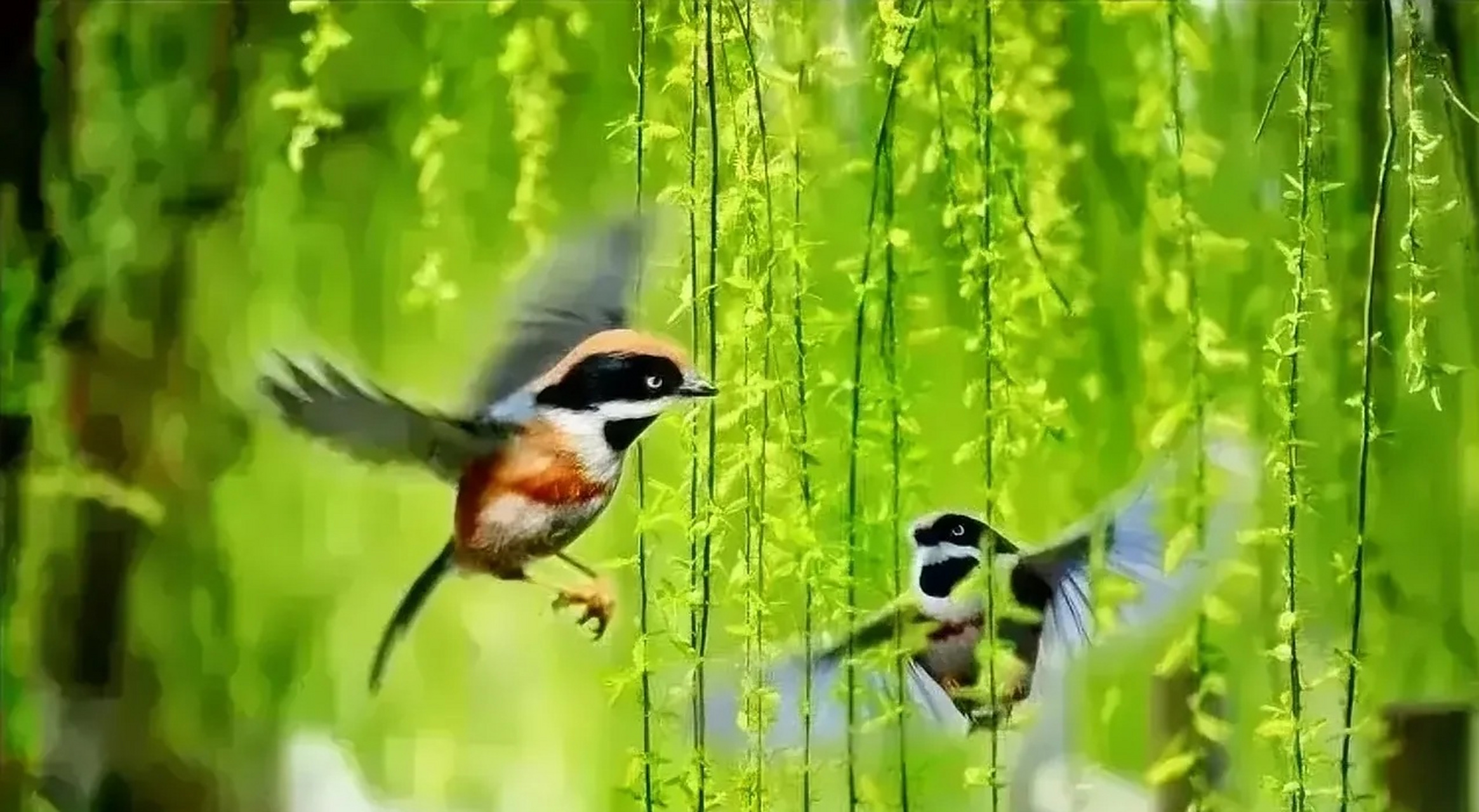 上联: 紫燕双飞戏春柳 下联:友请