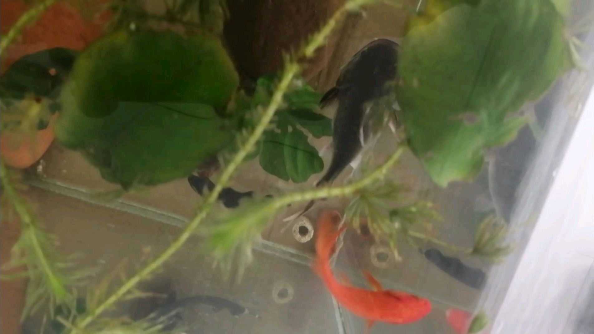无鳞观赏鱼,身上起了白点怎么办?