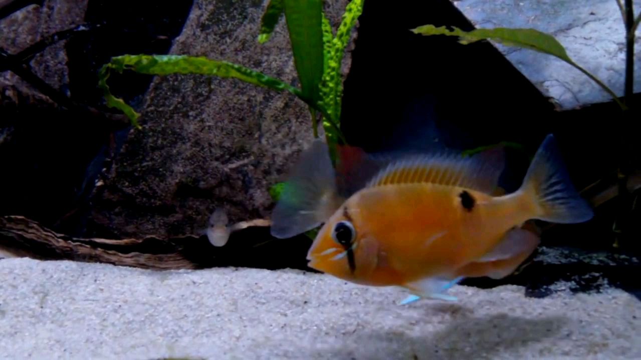 食土鲷 黄腹月亮宝石鱼
