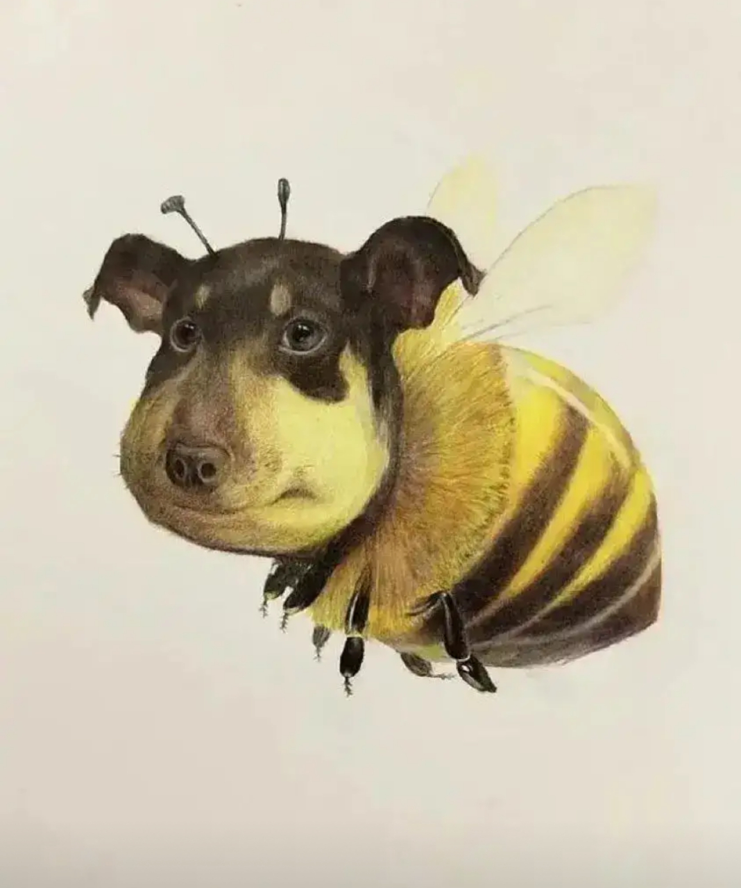 蜂狗? #p图# #狗# #蜜蜂