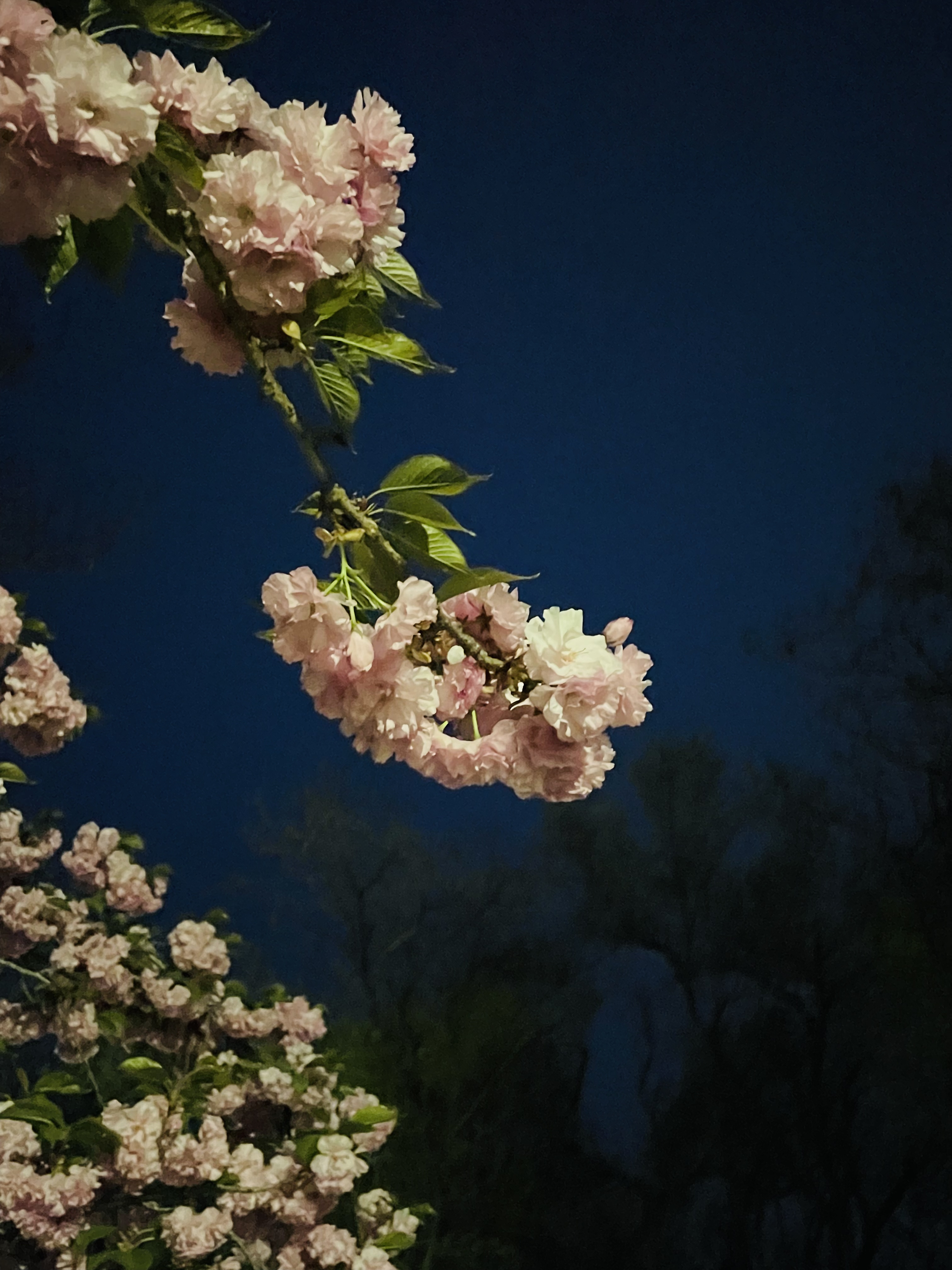 夜色下的樱花