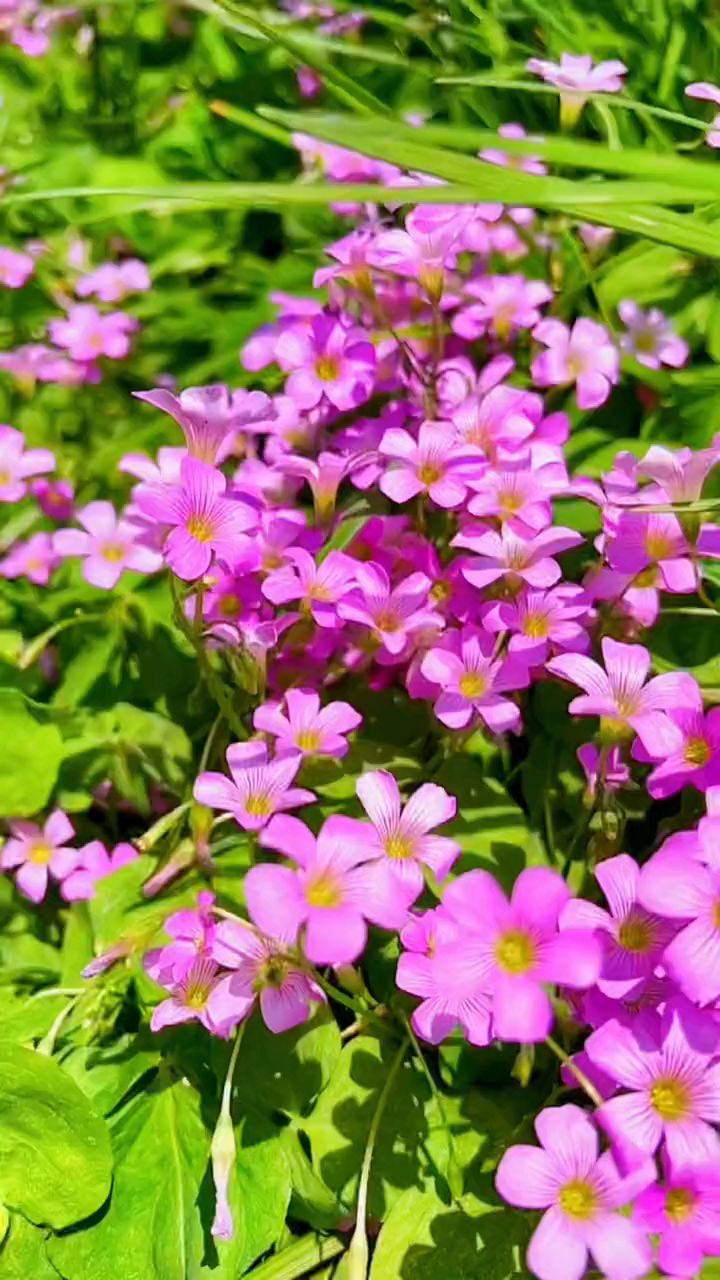 娇艳的炸酱草,迎着阳光尽情绽放!