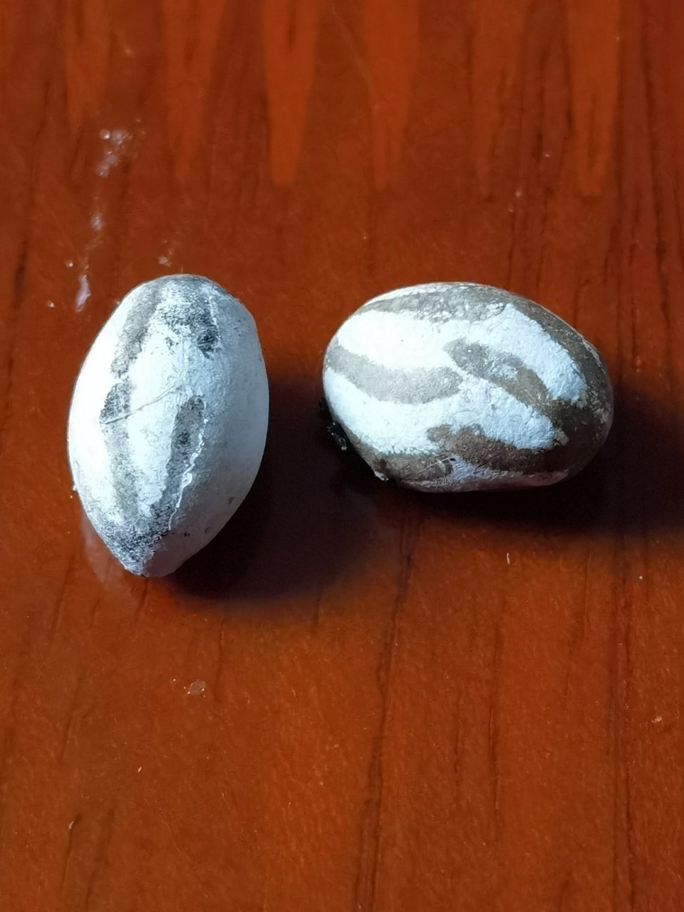 今天早上在院子里头打扫卫生,捡到两颗蛇卵吗?