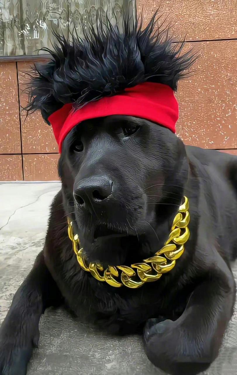 搞笑# 戴着这么粗的金链子,小心狗头不保.[笑哭]