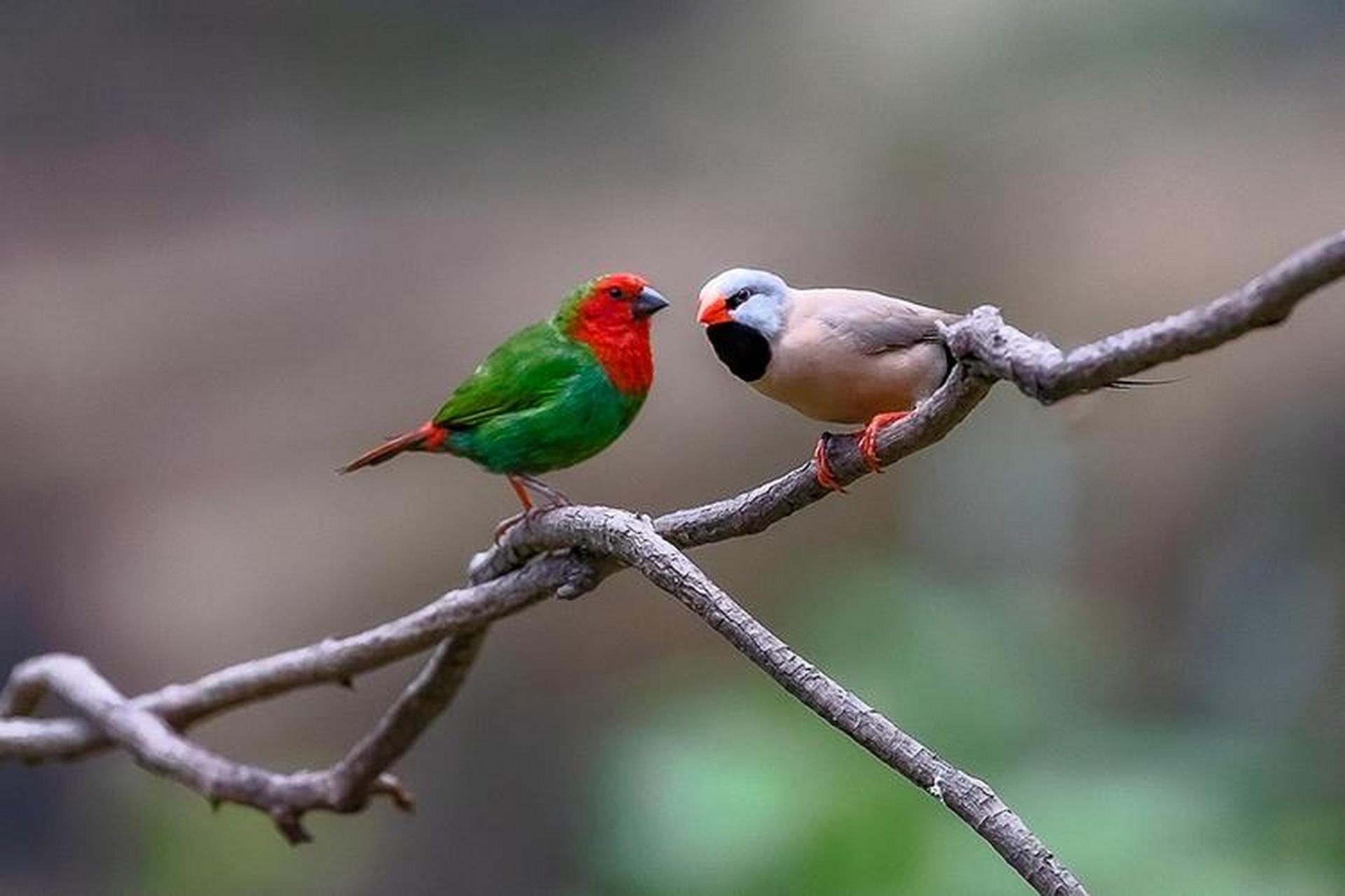 红喉鹦雀是雀形目小型鸟类体长10-13厘米,羽毛绿色,喉部有鲜红色的