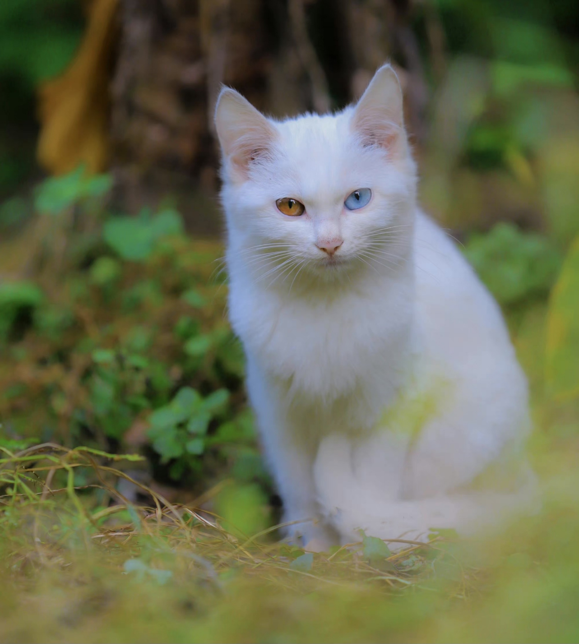 仙气满满的异瞳白色狮子猫,猫中刘亦菲#萌宠潮可爱# #宠物也是家人