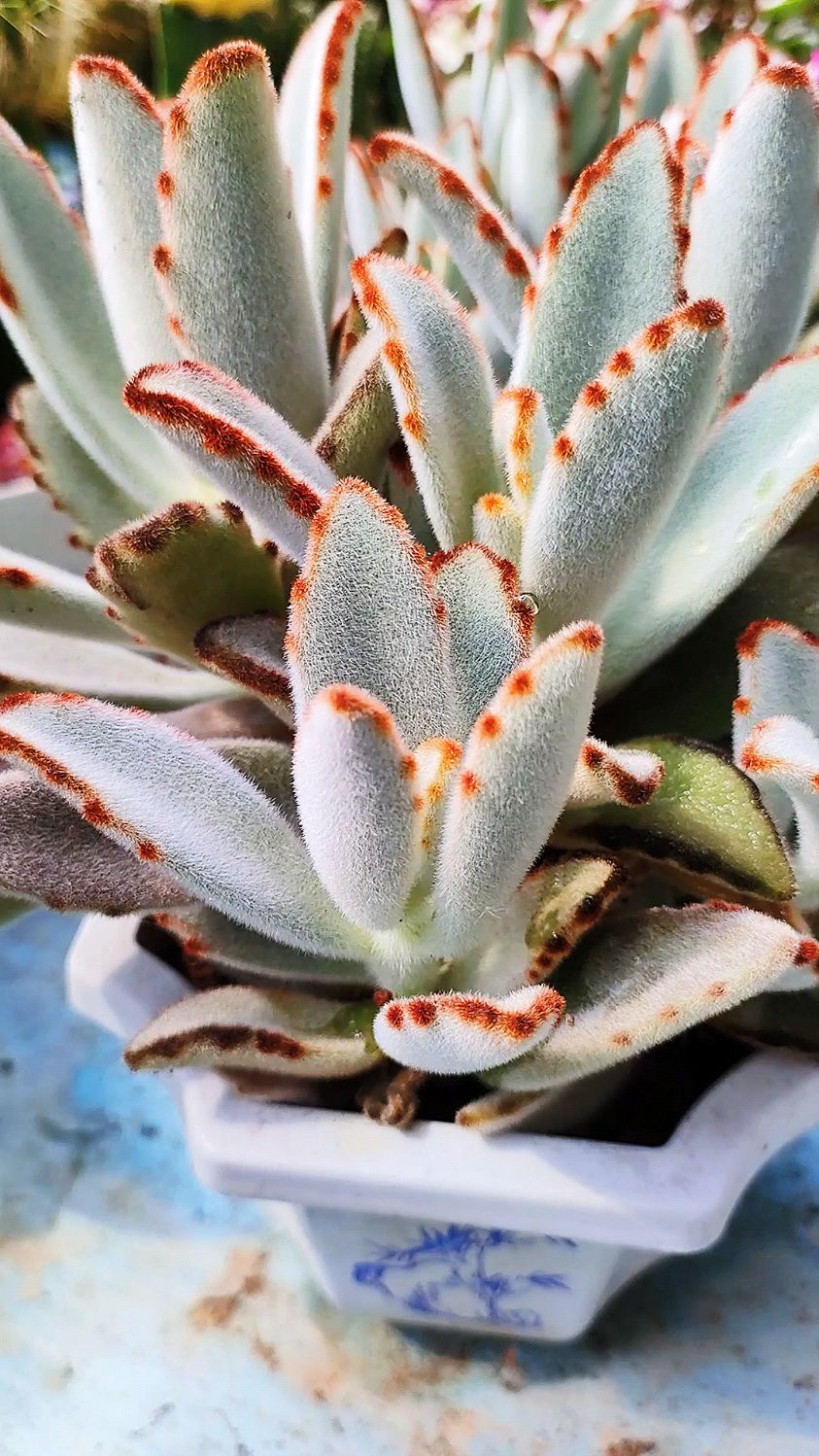 多肉月兔耳的养护方法