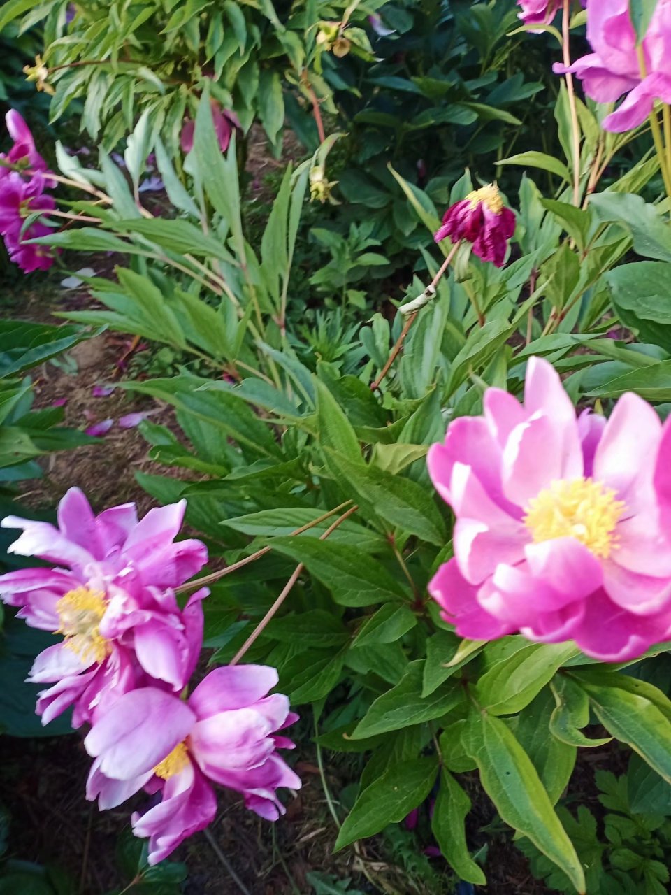 五月花神——芍药花 芍药,别名将离,离草,属虎耳草目,毛茛科芍药属