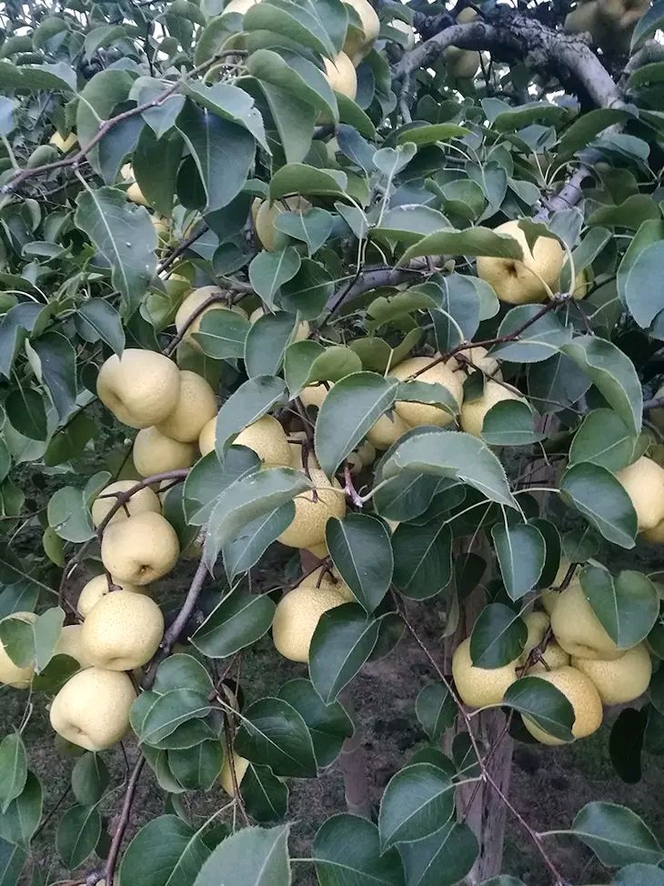 百年老树砀山酥梨