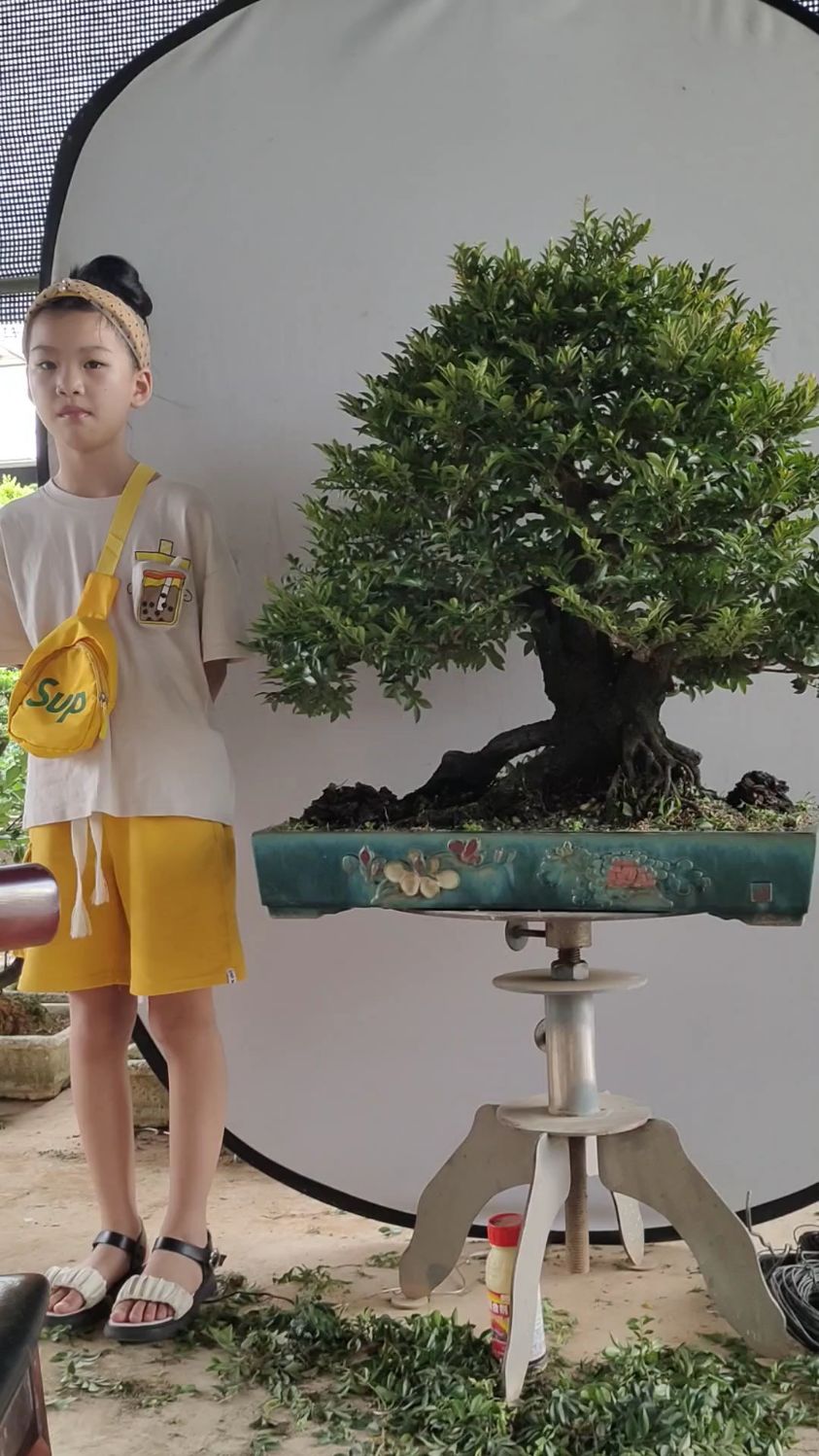 小果柿,俗称黑骨茶,这个品种的盆景的年功货相对比较少