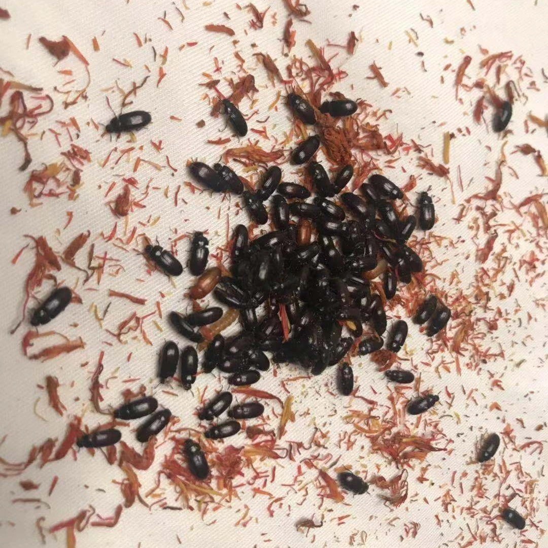 九龙虫正确养殖方法