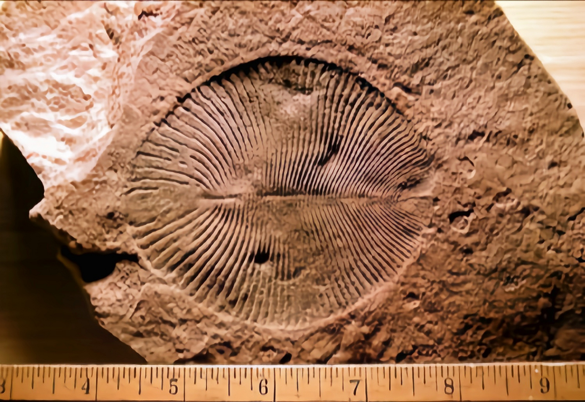 远古生物探秘——狄更逊水母 狄更逊水母生活在距今约6.35亿年—5.