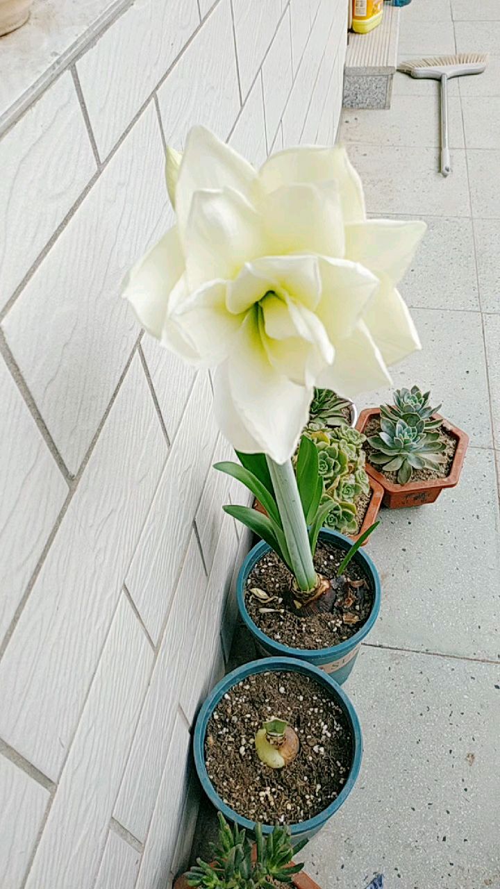 进口朱顶红白色的花朵