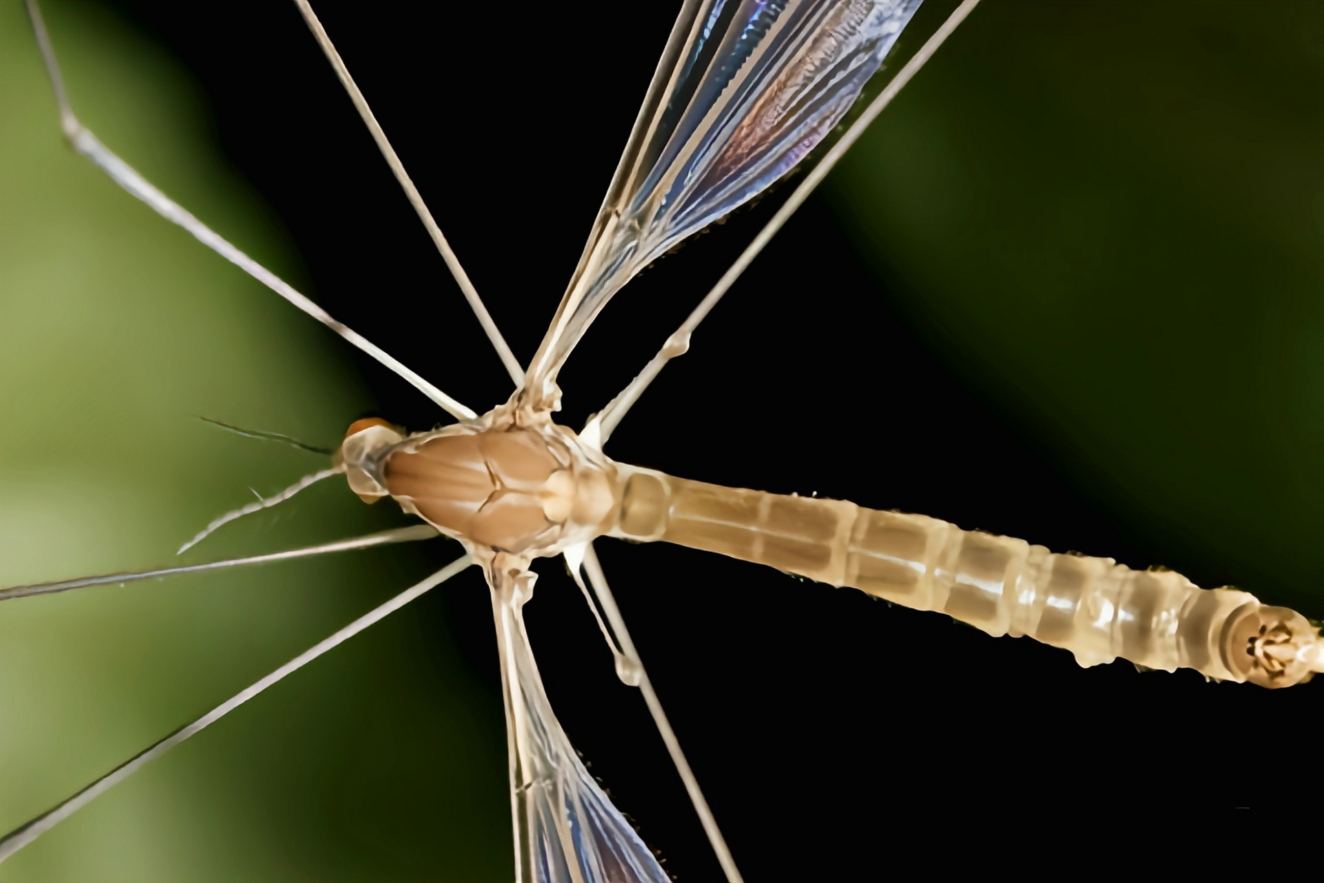 每天认识一种昆虫——山田大蚊 山田大蚊原产于亚洲