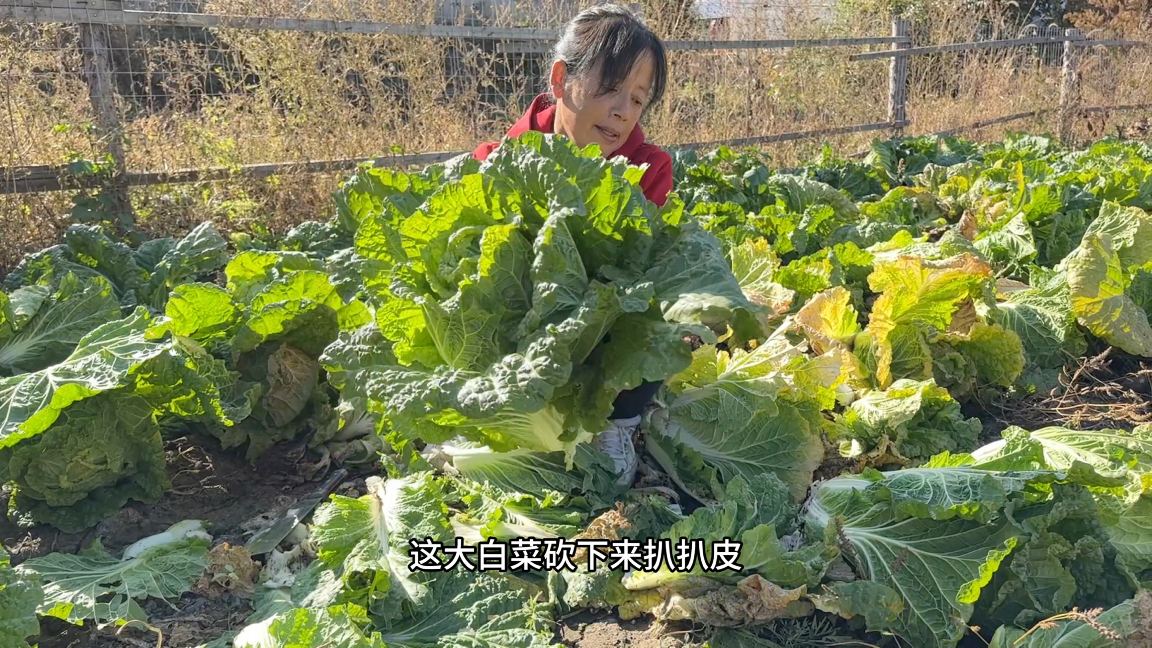 囤秋菜的时候到了,东北爸妈砍白菜扒皮晾晒,为了猫冬做好准备
