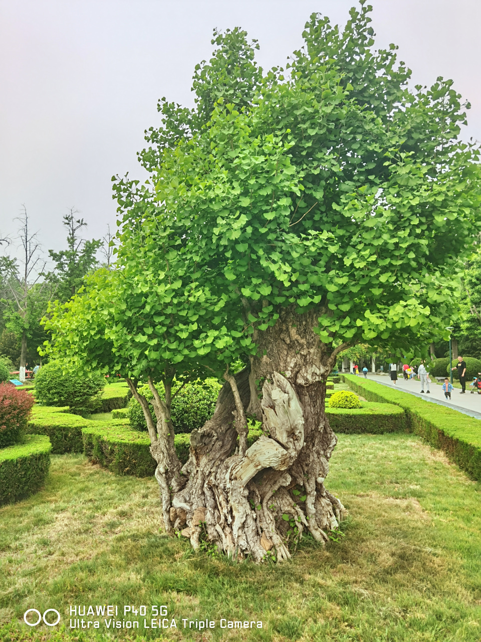 目测这几棵银杏树得好几千年了吧?[微风][微风]