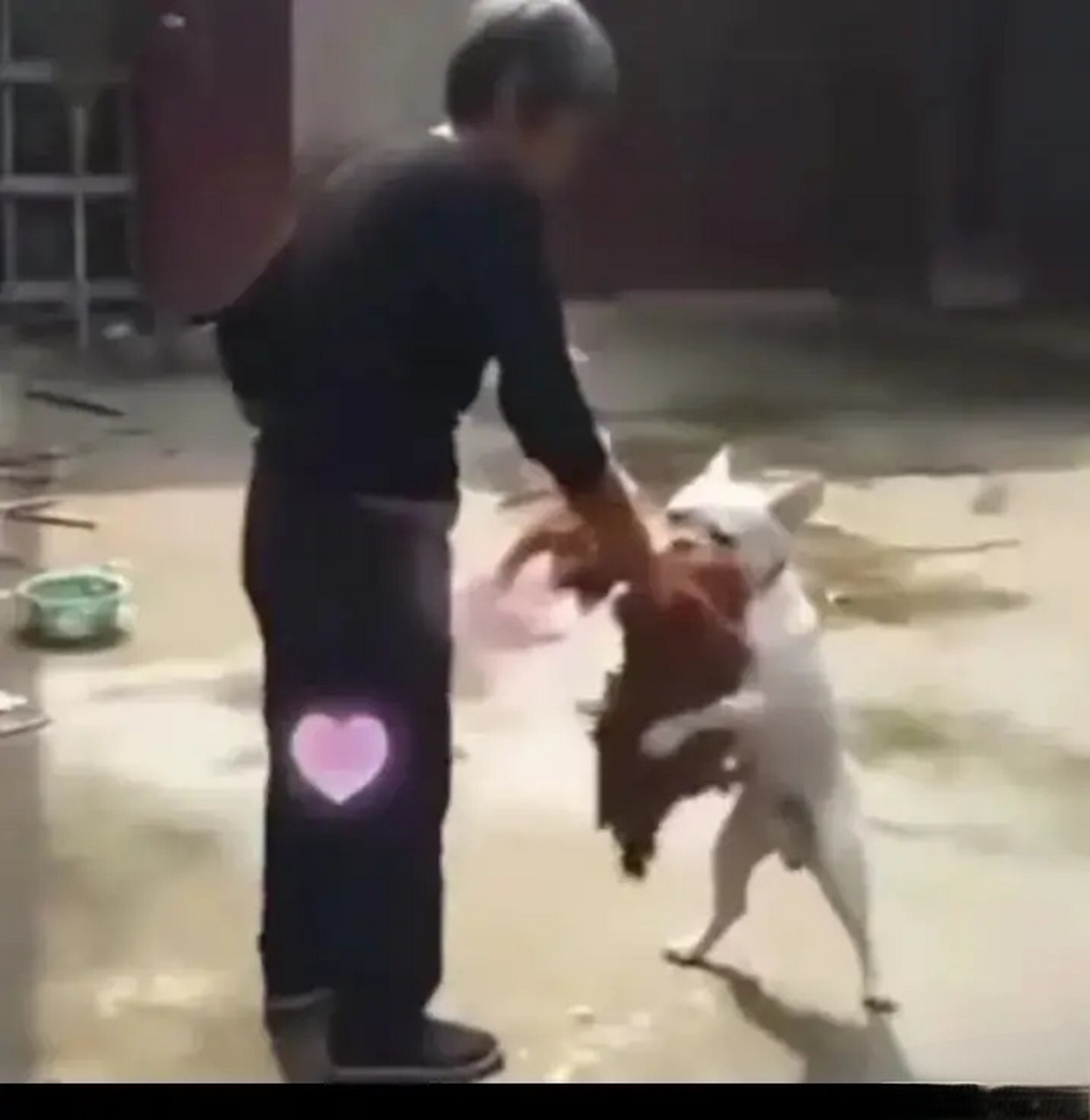 而狗子看到老人一手拿着锋利的刀,一手拎着公鸡,知道老人是要把公鸡