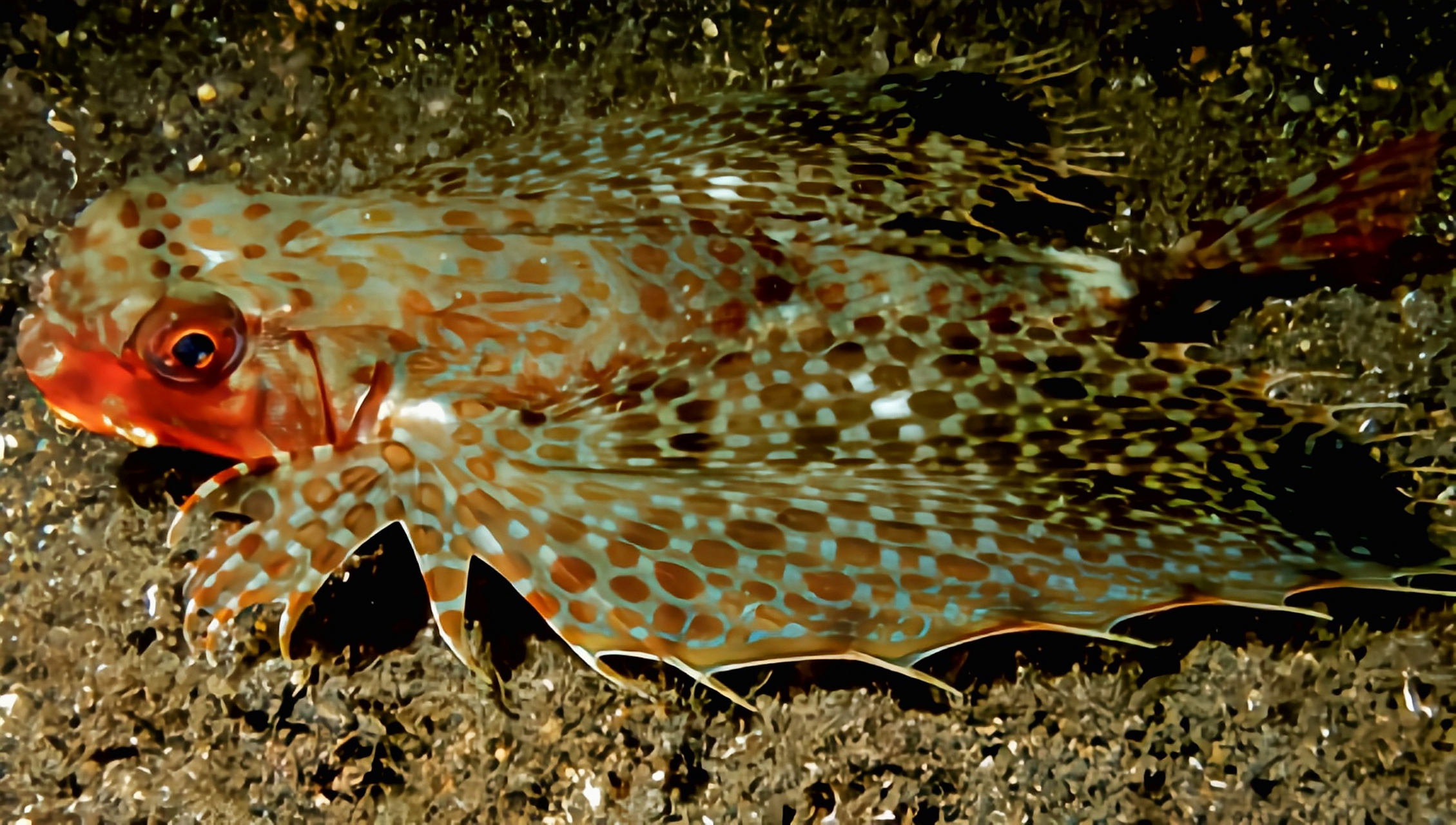 秋日生活创作季# 每天认识一种动物——东方豹鲂鮄 东方豹鲂鮄原灿谮