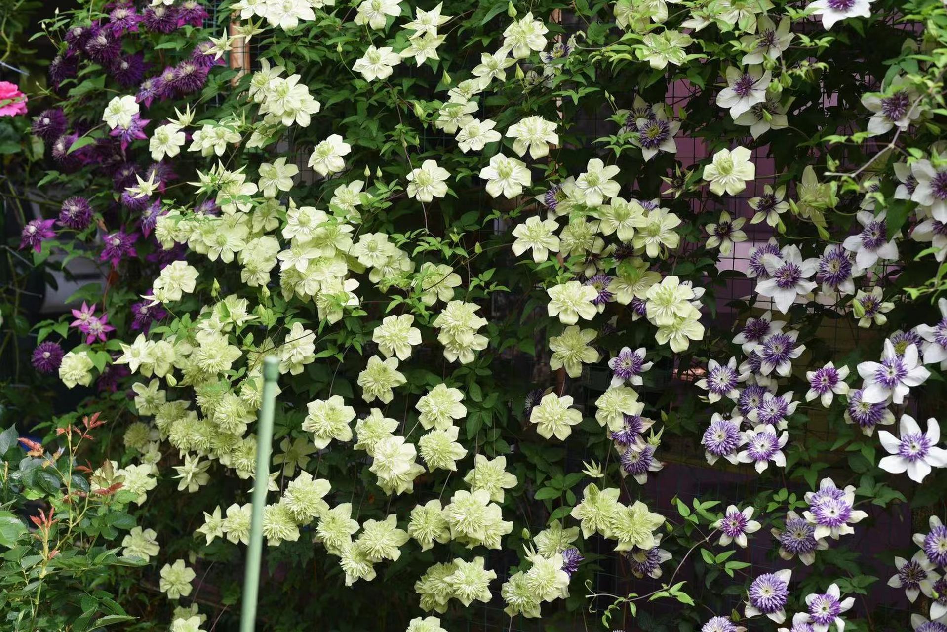 想要拥有一片铁线莲花墙,多彩花朵瀑布倾盆而下,在花墙前喝下午茶