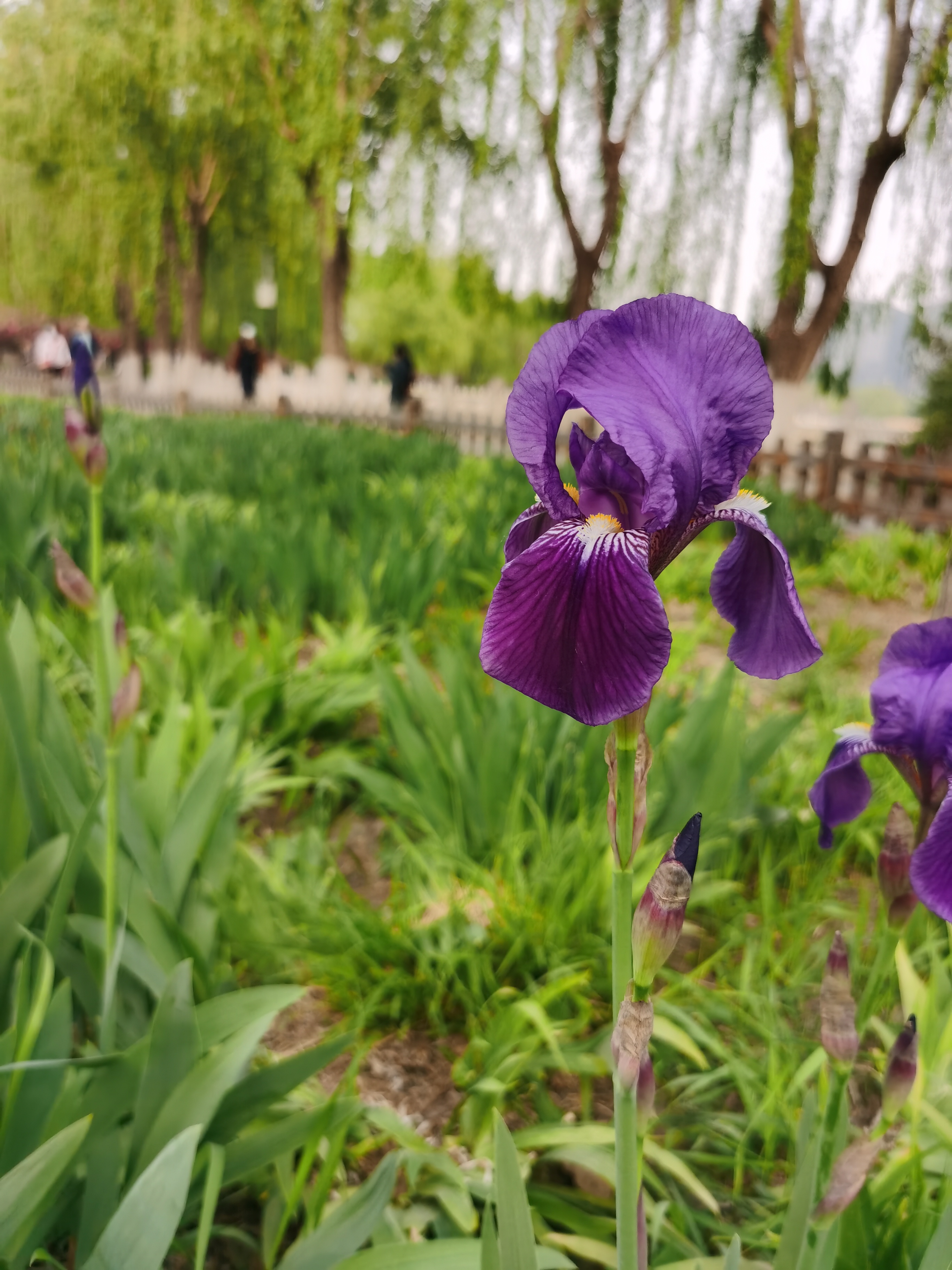 北京街头的马兰花与鸢尾花