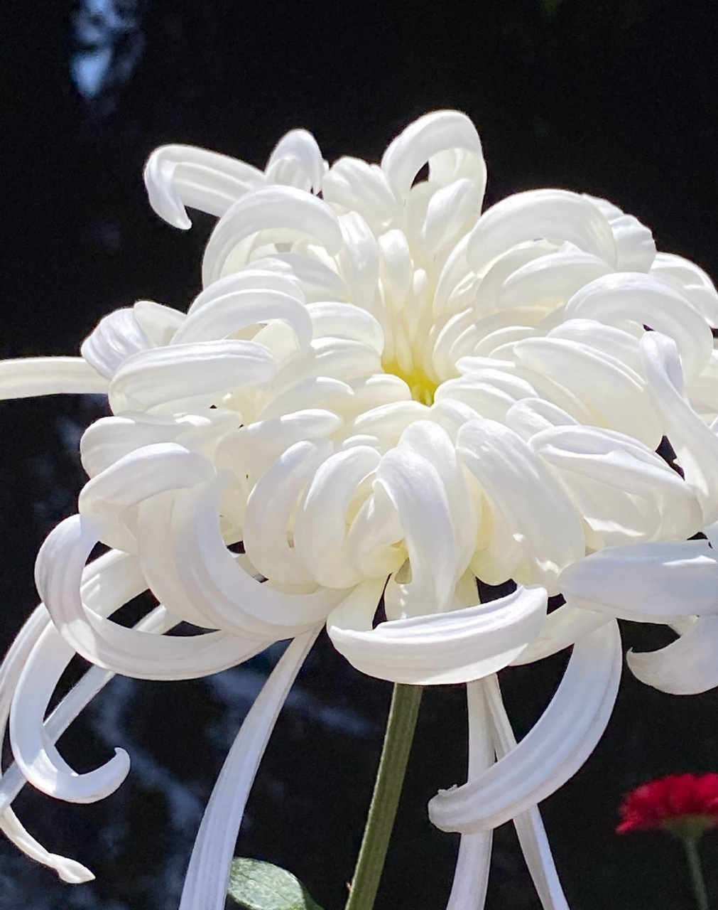 云卷云舒,瑞云殿菊花.#秋日环游指南