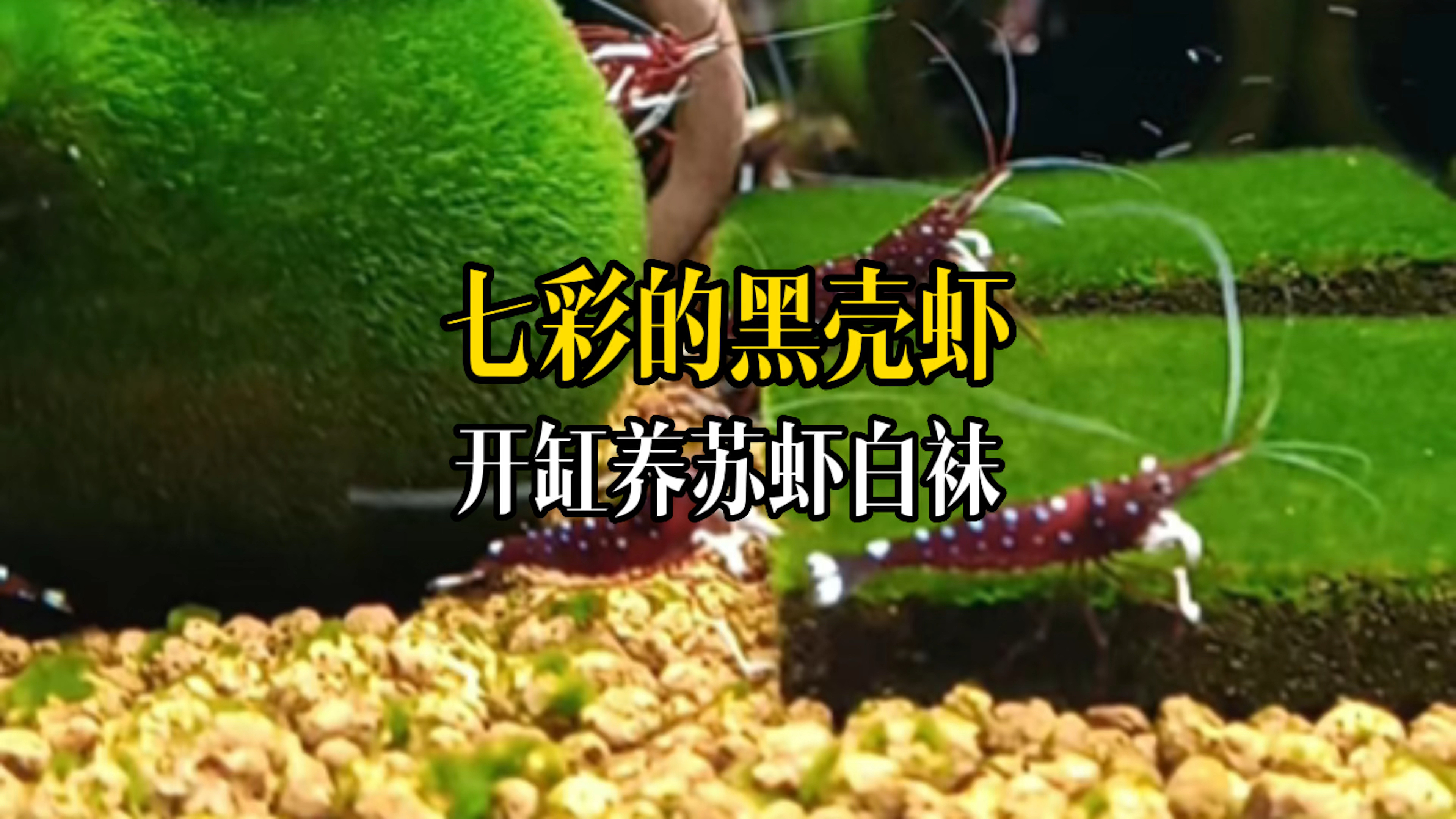 七彩的黑壳虾。开缸饲养苏虾白袜