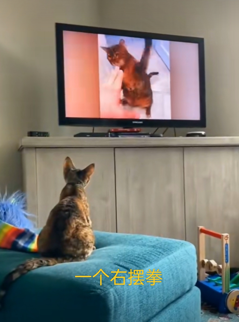 现在的小猫猫,看电视看的都学坏了啊#趣图搞笑# #哈基咪
