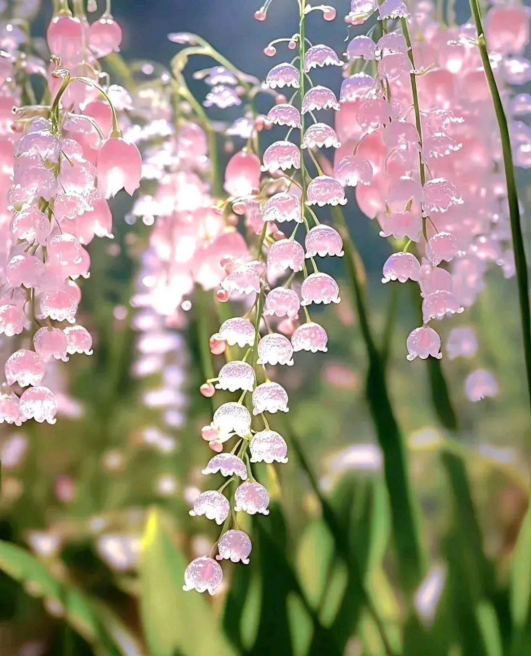 梦幻铃兰花美图,好像一串串的小铃铛 弥60漫着优雅的60气质,60