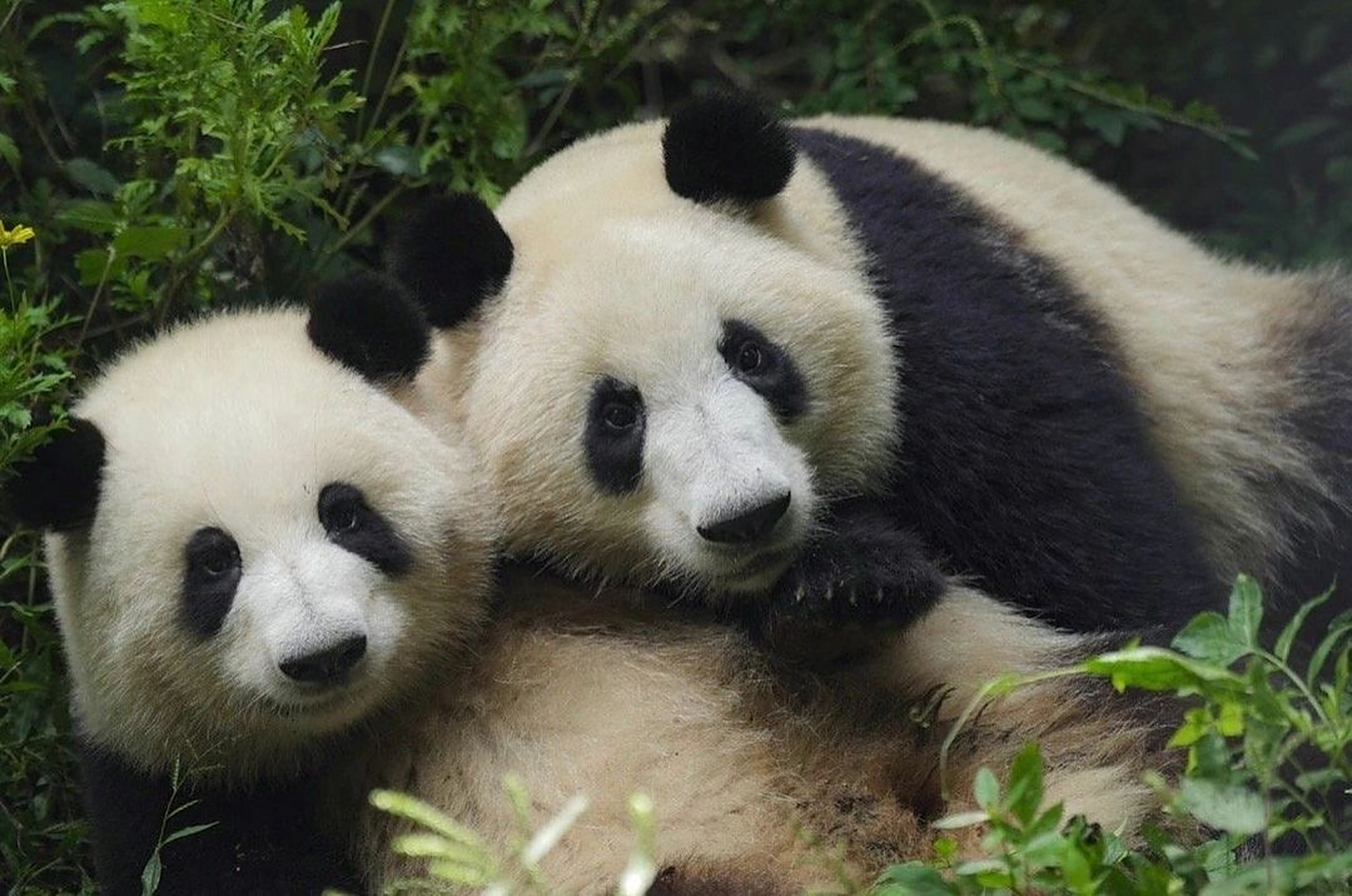 花花跟和叶是最好的姐弟