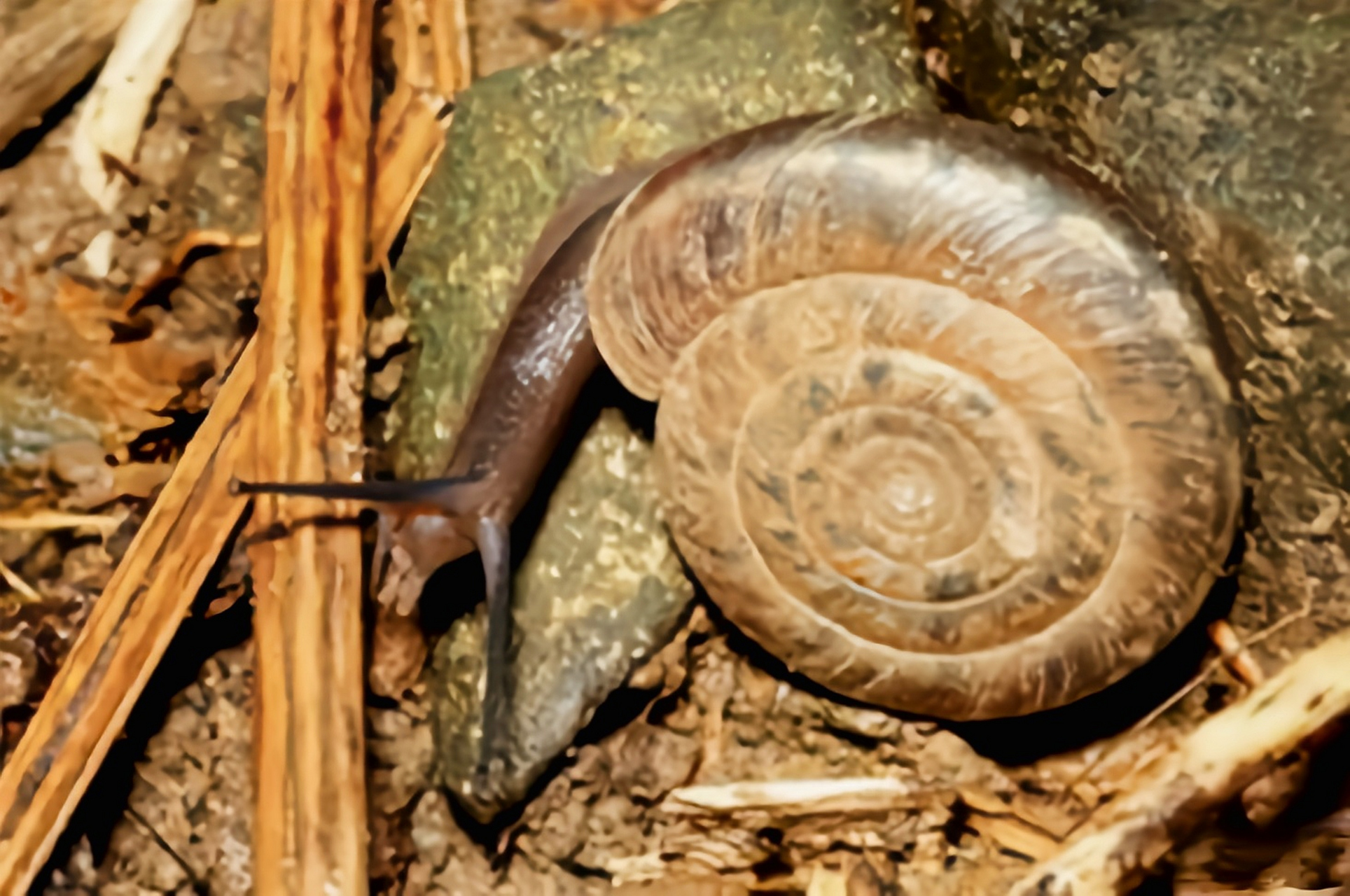 每天认识一种动物——蠕虫大脐蜗牛 蠕虫大脐蜗牛分布于我国江苏,浙江