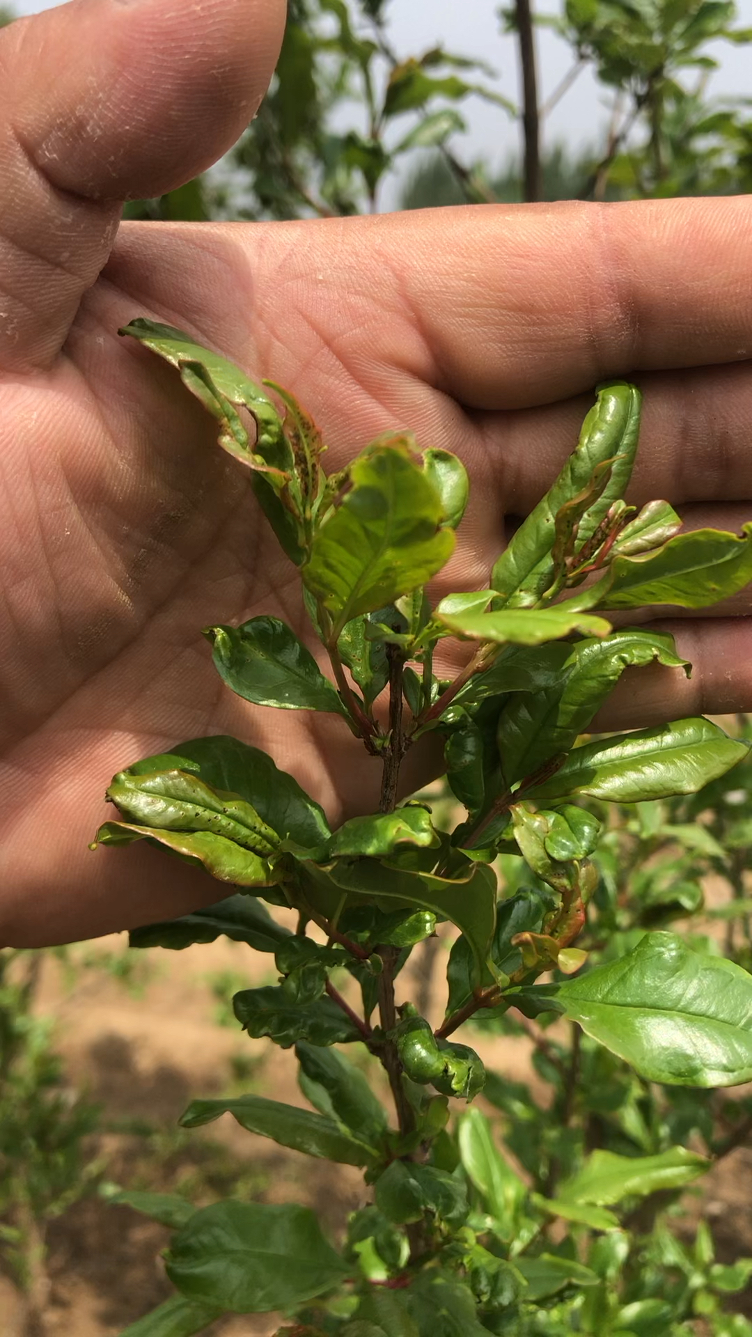 春季石榴树病害要注意!新芽嫩芽如果发现这样就要杀菌除虫了.